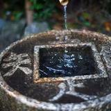 泡过树叶的水头像