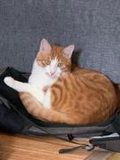 富贵是只猫的个人资料头像