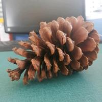 自由的松果头像