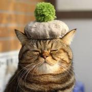 熊掌与鱼的个人资料头像