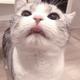 NEKOSPADE头像