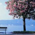 花满三头像
