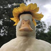 晚安1的个人资料头像