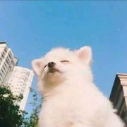 小张天天睡不醒的个人资料头像