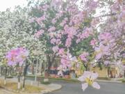 笨成会先飞的个人资料头像