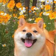 一口蛋黄苏的个人资料头像