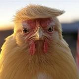 分秒必争晚风H3c头像