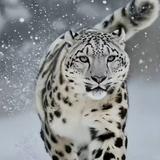 雪豹3875头像