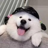 菠萝哟哟头像