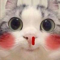 小鲨鱼的大鲨币头像