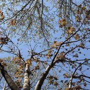 RuiN的个人资料头像