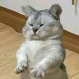 酒壶装牛奶丶头像