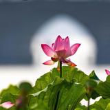 简单橙子te头像