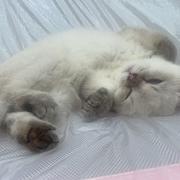 萱苏399的个人资料头像