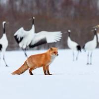 奶酪是只大白猫头像