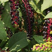 金骏马奔驰的个人资料头像