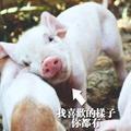山人聊八卦头像