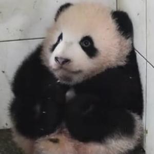 猪肉超人小蔡蔡头像