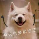 言只石皮的个人资料头像