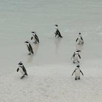 达西先生158头像