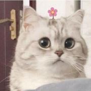 CodeKitten的个人资料头像