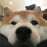 李什么l头像