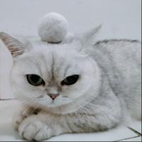 十万个喵什么982头像