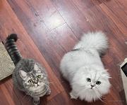 Kikujiroo的个人资料头像