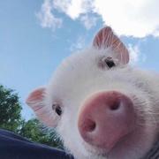 BiChengfei的个人资料头像