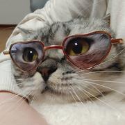 藏羚羊的个人资料头像