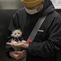 上了贼船好安心头像