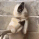 墨云黑的个人资料头像