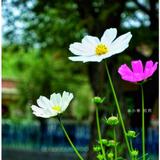 用户95869749922头像