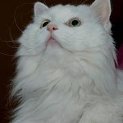 林小立的个人资料头像