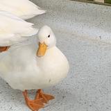 余余余余a头像