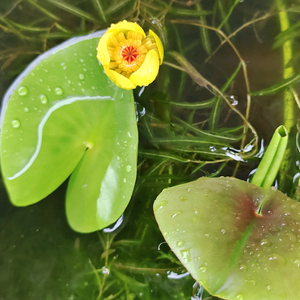 雨纯姐头像