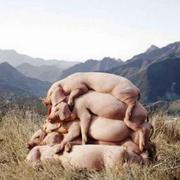 那一个胖子的个人资料头像