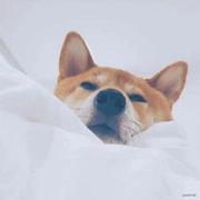 一曲笛骁奏给谁听的个人资料头像