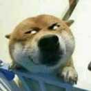 月照平沙的个人资料头像