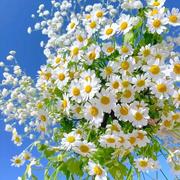 tooltip的个人资料头像