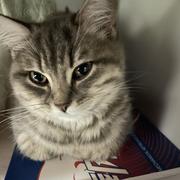 MiaoSang的个人资料头像