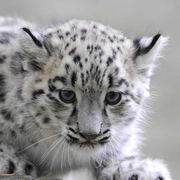 微凉在掘金33938的个人资料头像