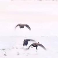 似是故人来4472头像