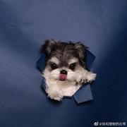 潦草小狗的个人资料头像