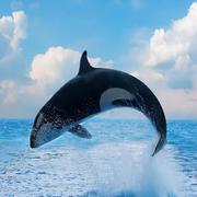 用户4795753725961的个人资料头像