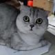 辣鸡小肥猪头像
