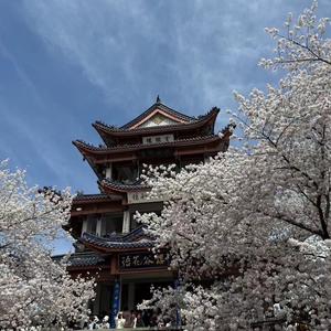 感受东风头像