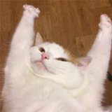 我要吃甘蔗zsbd头像