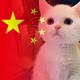 东北的粘玉米头像