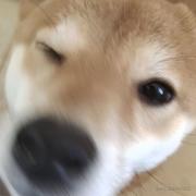 菜烧鱼的个人资料头像